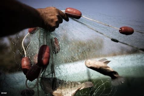 Functional traits of species used by humans